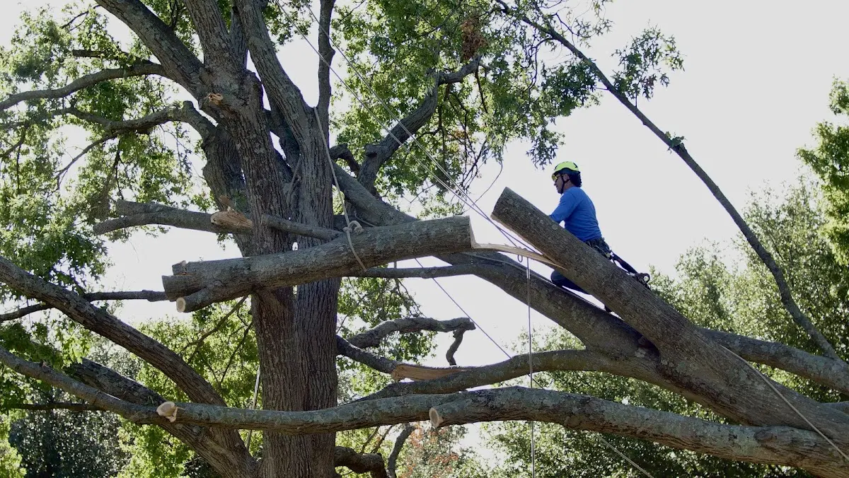 Professional Crown Thinning performed by certified arborists in West Monroe