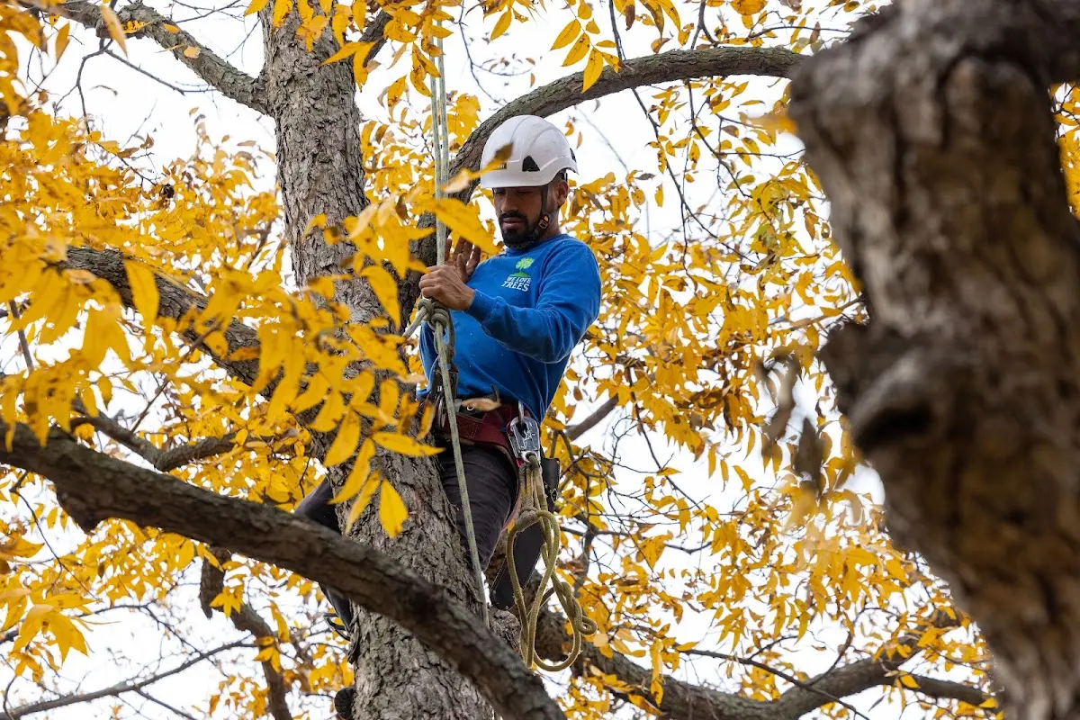 Skilled Tree Pruning crew working in West Monroe